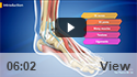 Foot and Ankle Anatomy