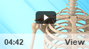 Shoulder Joint Replacement